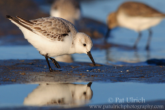 Sanderling greets its reflection
