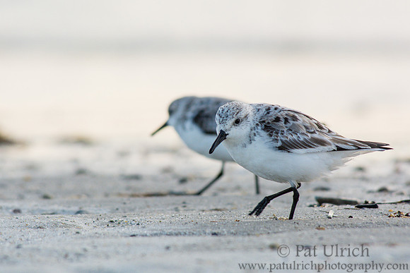 Sanderlings cruising the shoreline