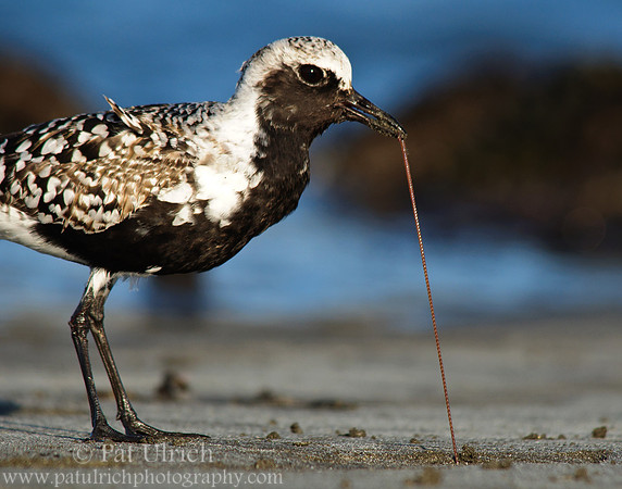 Plover pulling a worm #2