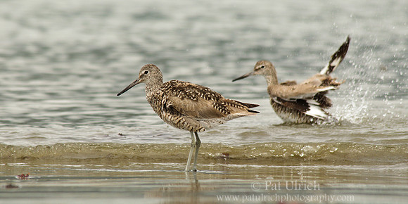Willet bath time