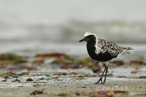 Breeding plumage black-bellied plover