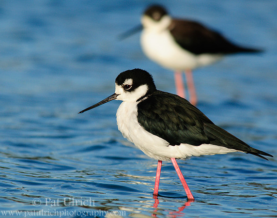Double stilt