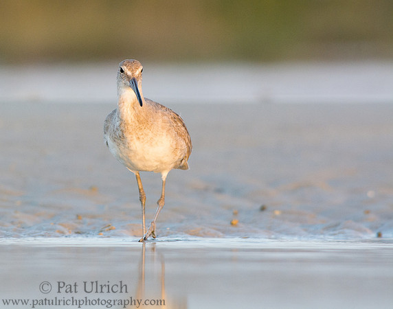 Willet takes a turn