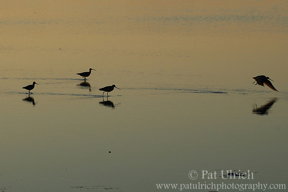 Shorebirds at sunset