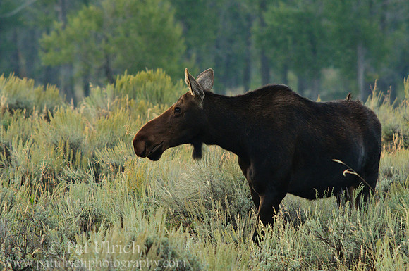 Watchful mother moose