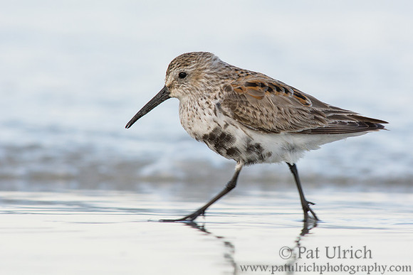 Scurrying dunlin