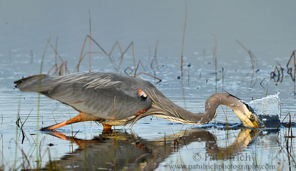 Heron strike