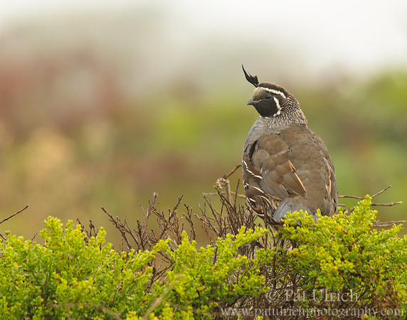 Quail under Point Reyes fog