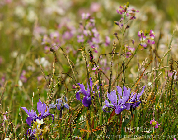 Iris and wild radish