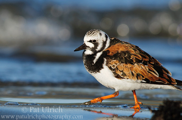 Ruddy turnstone, breeding plumage