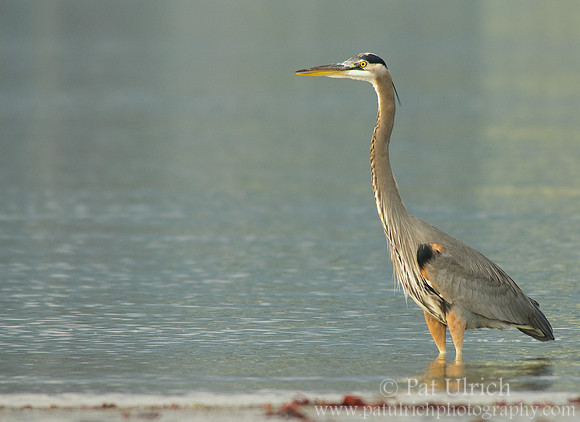 Great blue heron knee deep in the mud