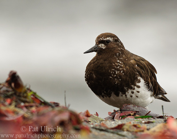 Black turnstone on kelp