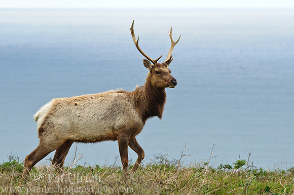 Tule elk overlooking the Pacific