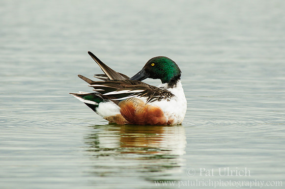 Ripples around a shoveler