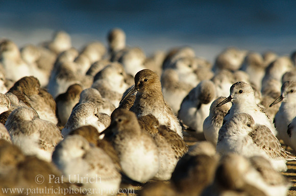 A head in the crowd