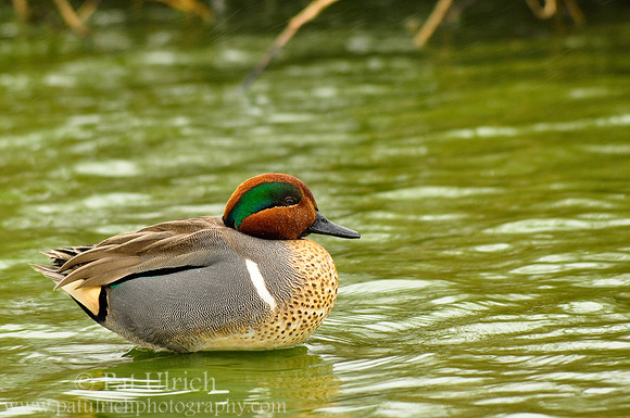 Green-winged teal