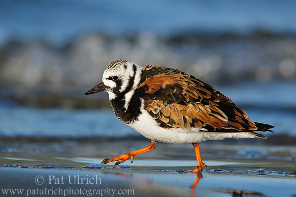 Running ruddy turnstone