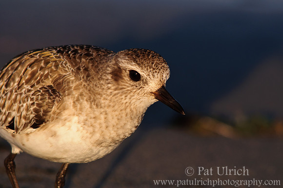 Plover and shadow