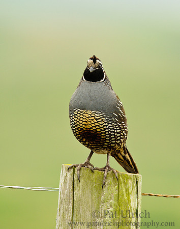 Quail staring into the camera