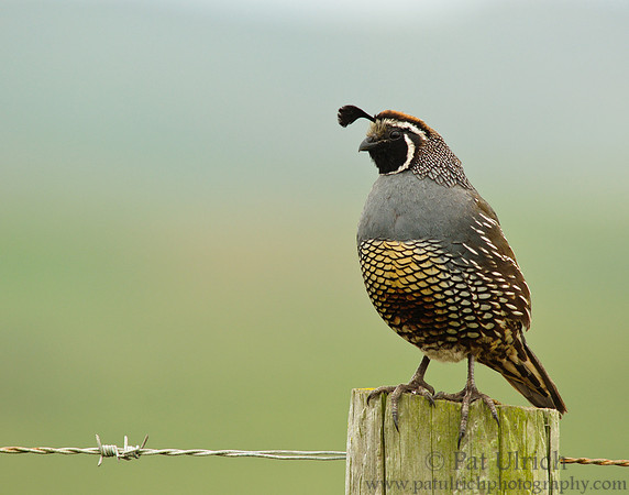 California quail and barbed wire