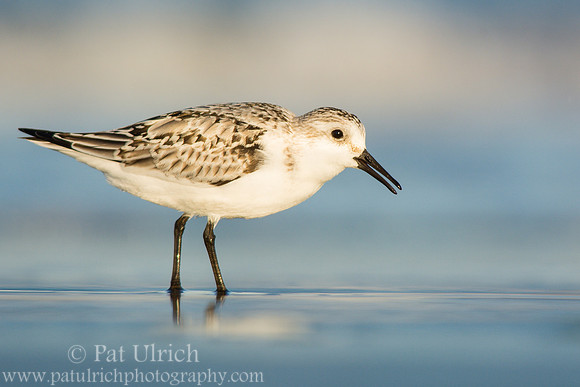 Sanderling with feet in the sand