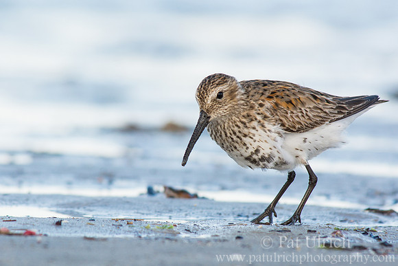 Dunlin looking for worms