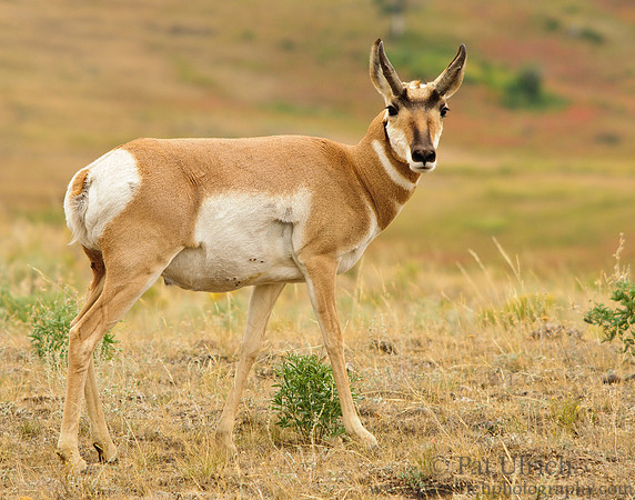 Pronghorn glances at the gathering crowd
