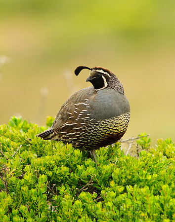 Quail on coyote brush with branches behind (vertical)