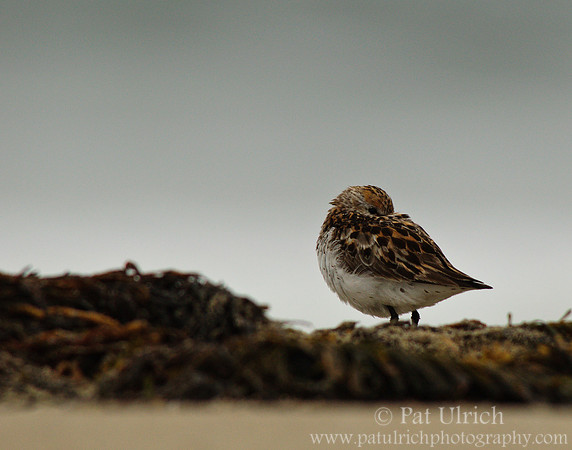 Western sandpiper at rest