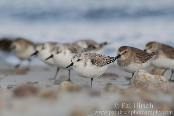 Sandpipers in formation