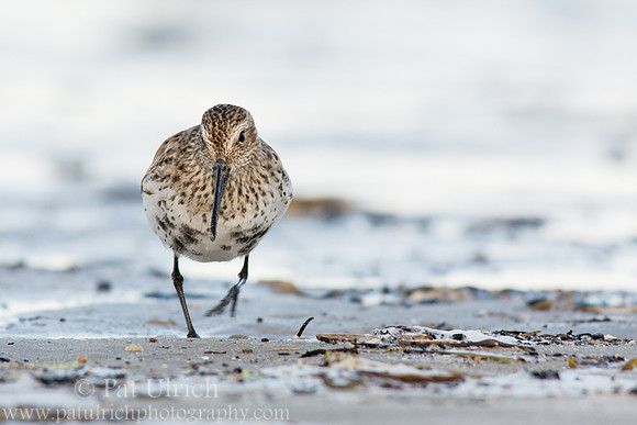 Dunlin running over the sand