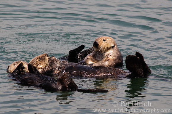 Sea otters grooming and napping