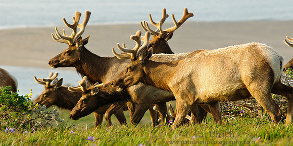 Browsing herd on the move