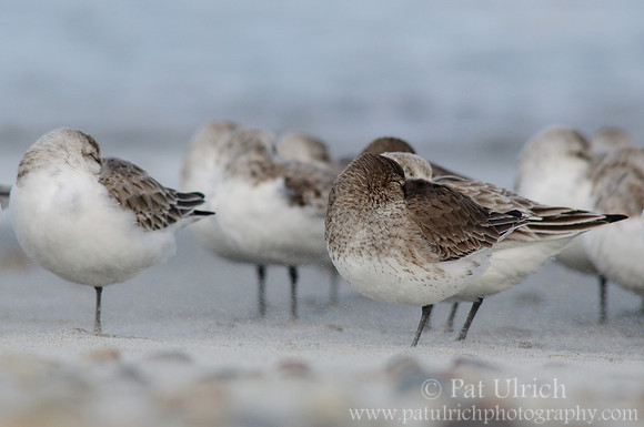 Sleeping shorebirds on a windy day
