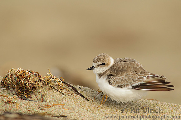 Snowy plover stretch