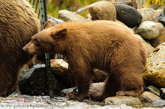 Waiting cub