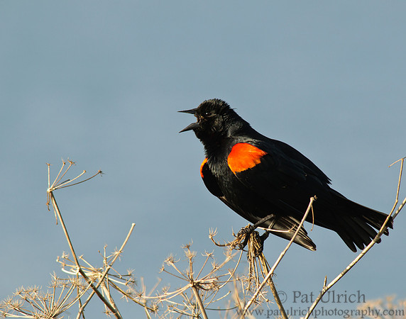 Blackbird belting it out
