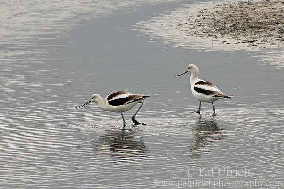 Overcast avocets