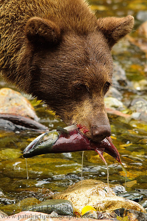 Bear and salmon