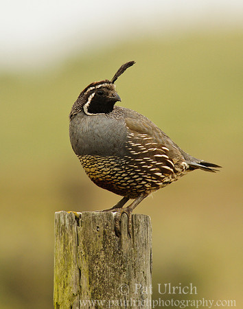 California quail looking to the side near Abbott's Lagoon