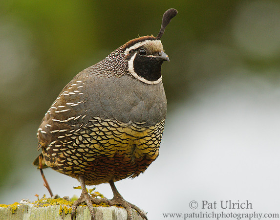 Curious quail along Pierce Point Road
