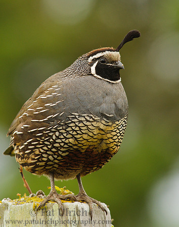Close-up quail portrait