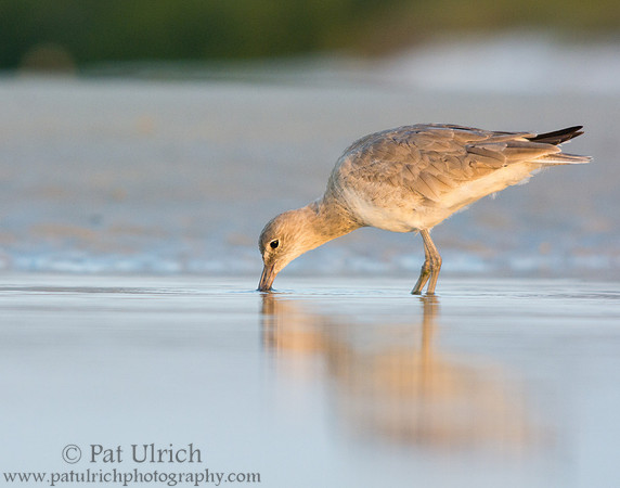 Willet probing the sand