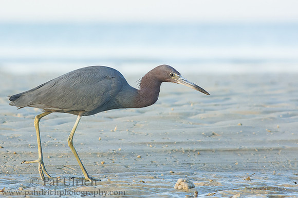 Stepping carefully across the sand