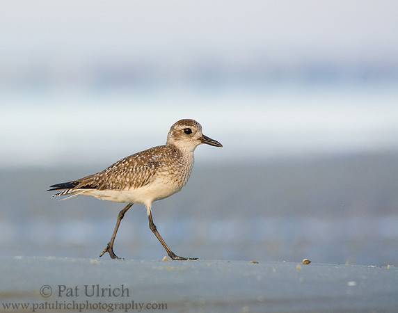 Black-bellied plover on Bunche Beach