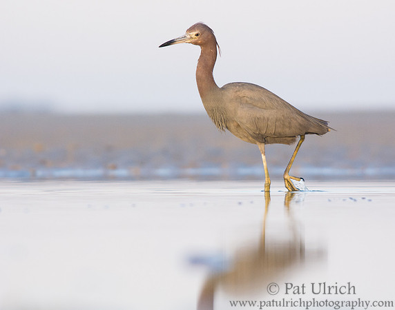 Striding through blue water