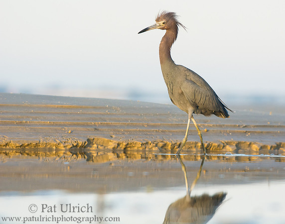 Little blue heron walks tall
