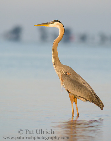 Great blue heron at Bunche Beach