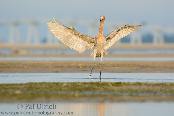 Reddish egret chasing fish