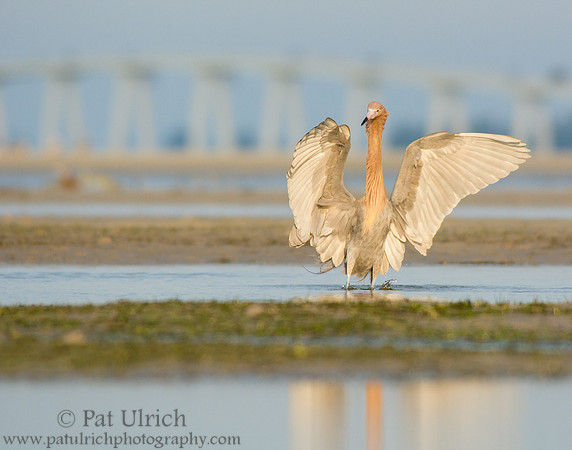 Hunting reddish egret